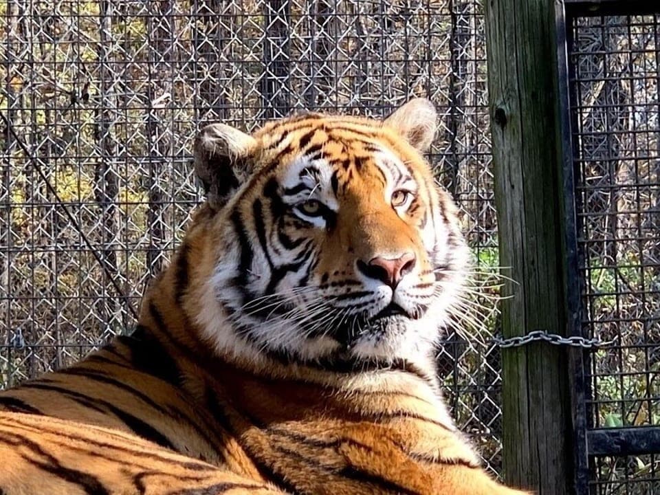 Feline Rescue Center.  40 minute drive into the town of Center Point. 