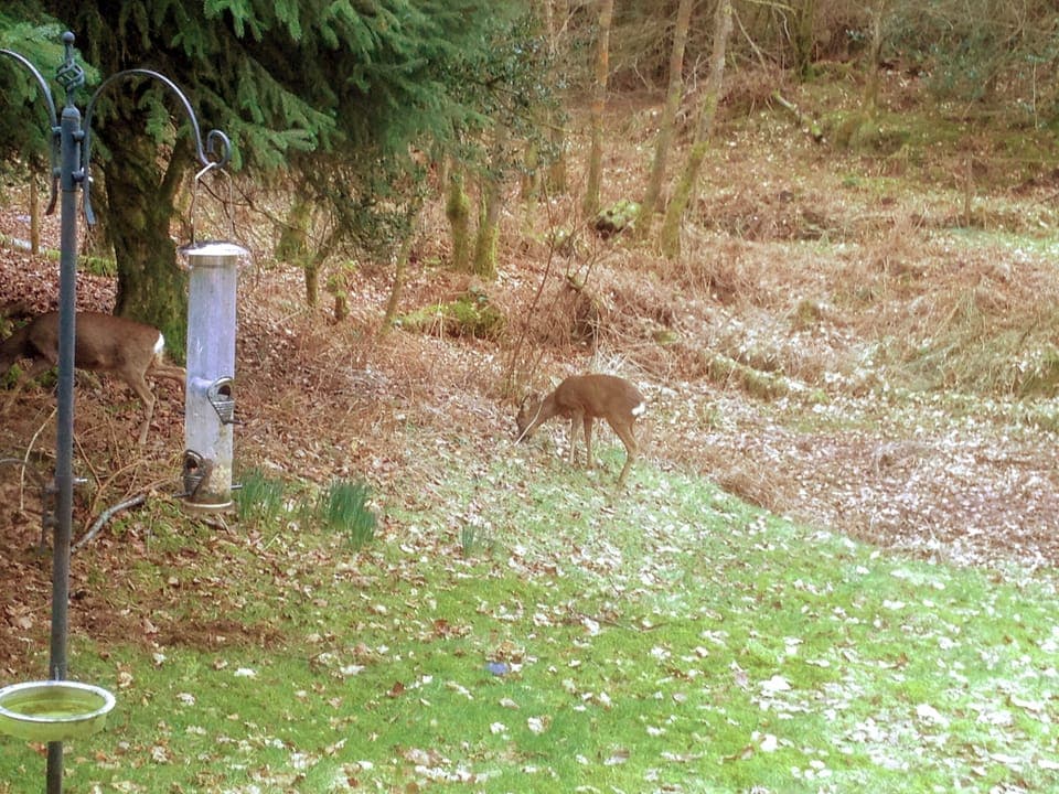 Garden | The Secret Garden, near Windermere