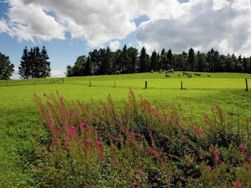 Region [summer] (>5 km)