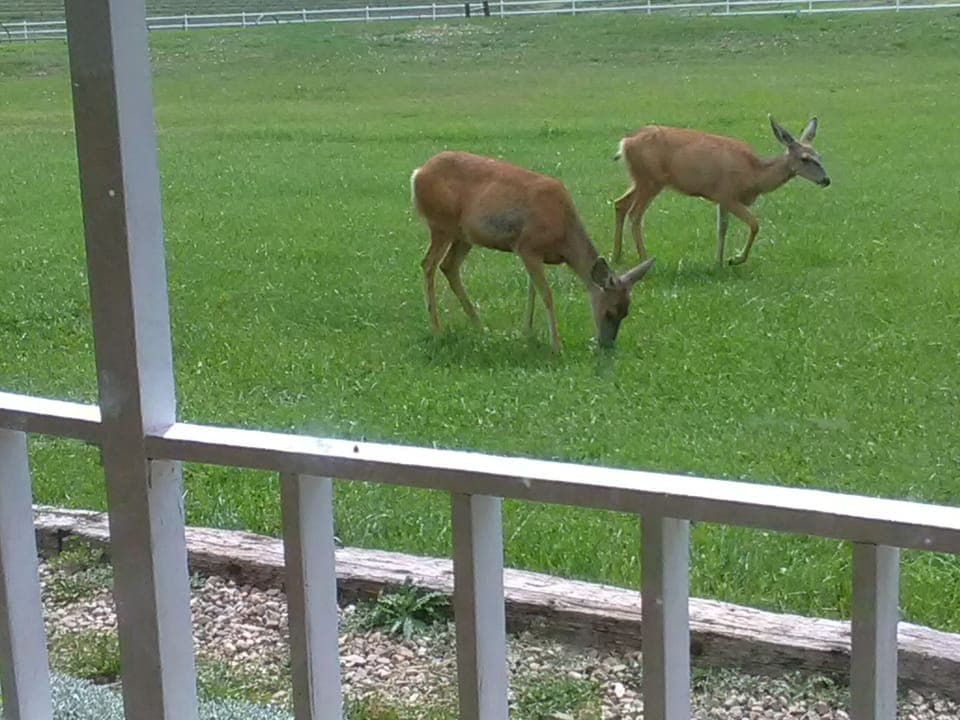 View from property
