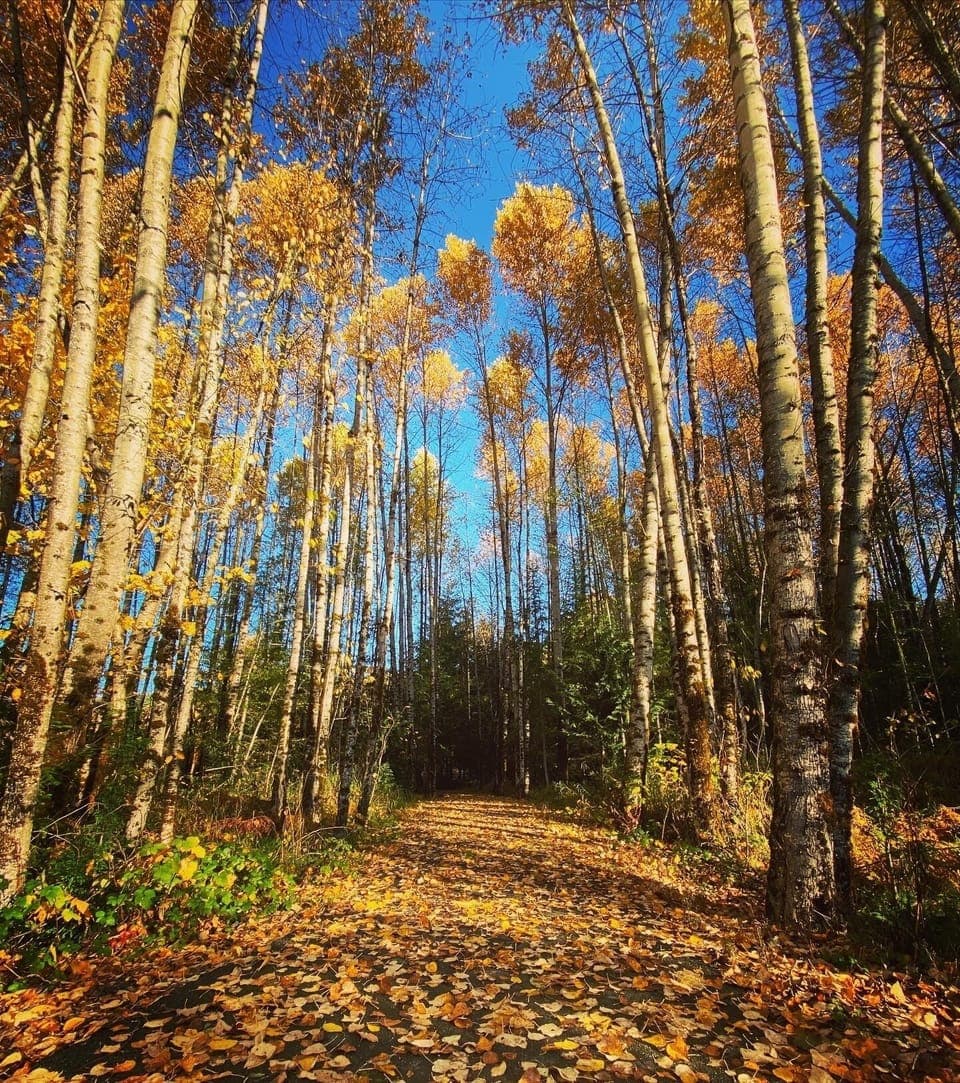 The trails through Ashford County Park, accessible from our property!