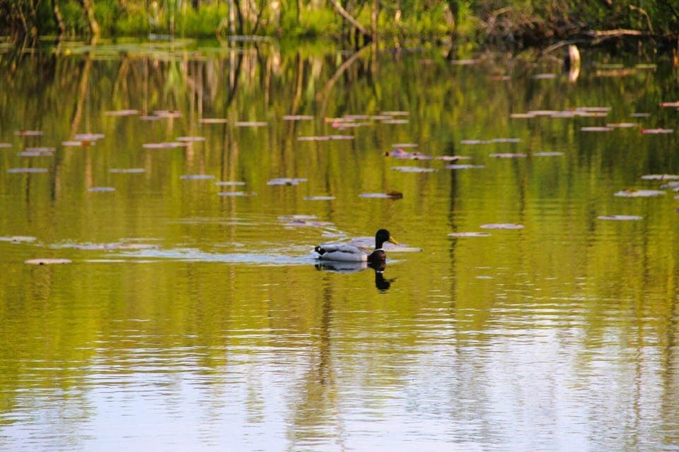 Immediate Surroundings [summer] (<1 km)