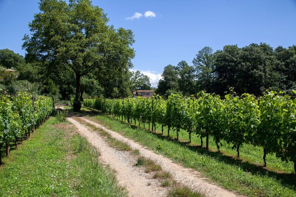 "The little house, the garden and the whole property with all the vines, we felt like we were in a movie"