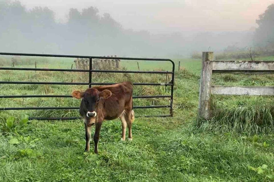 Meet Dolly. One of our Jersey heifers.