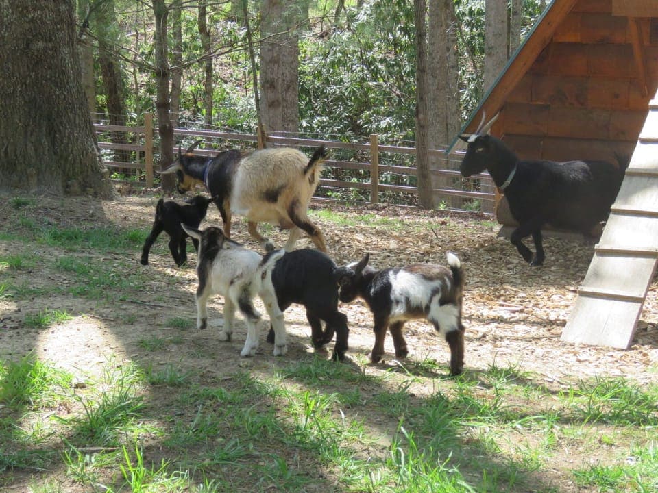 Kids at playtime,  4 days old.