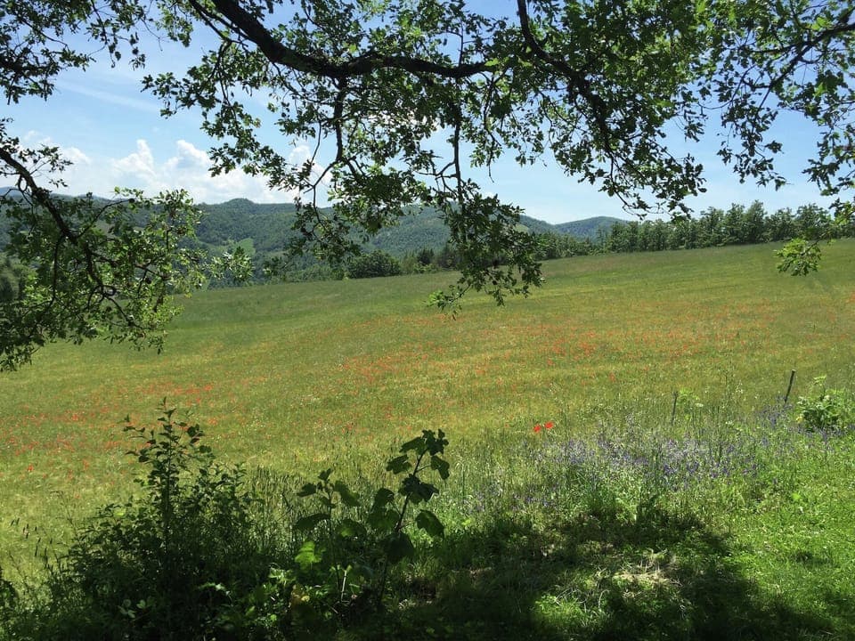 View from Holiday Home [summer]