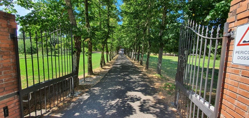 Plant, Tree, Fence, Road Surface, Wood, Vegetation, Grass, Shade, Woody Plant, Thoroughfare