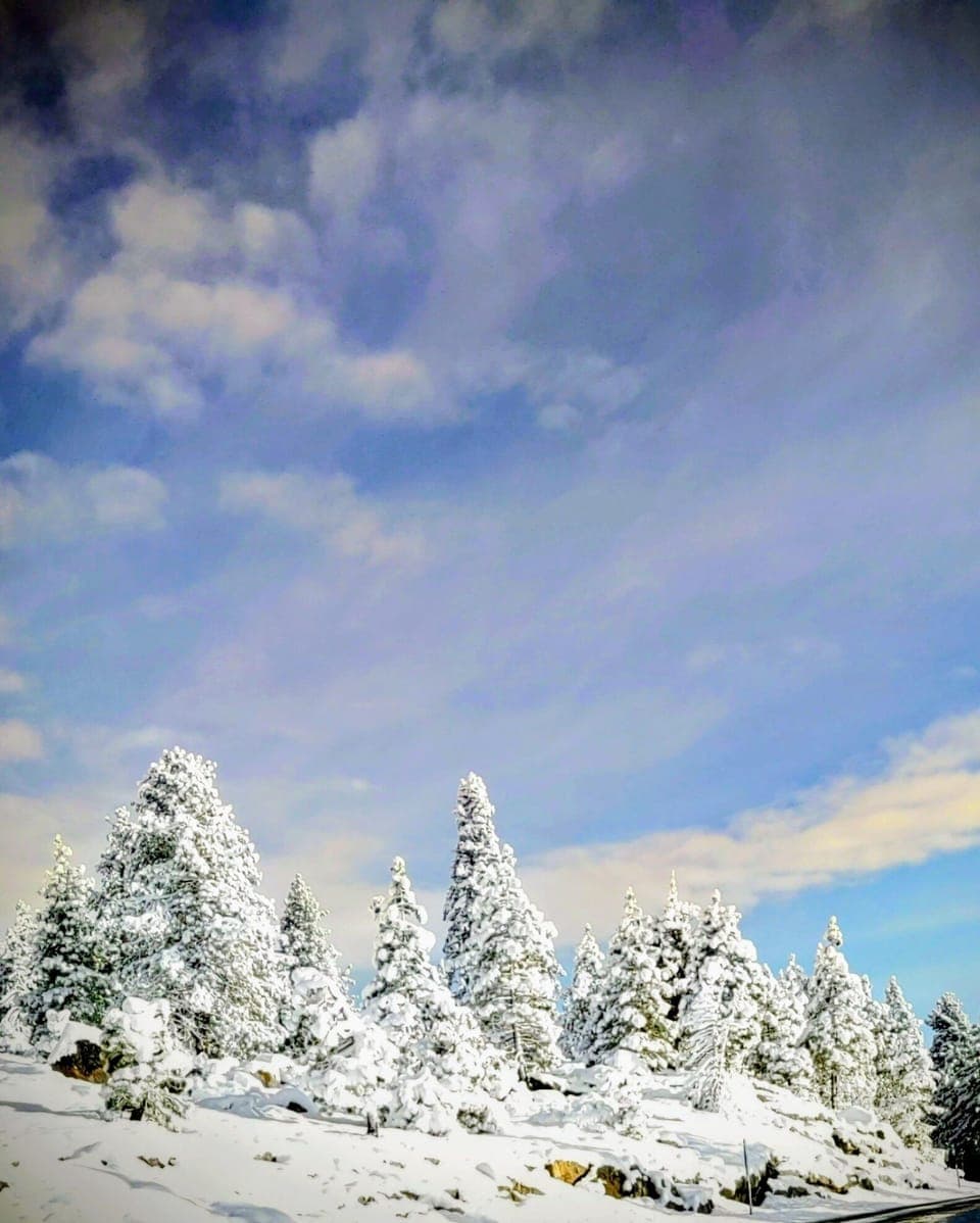 A beautiful view of the snowcapped trees on your way to Bear Valley
