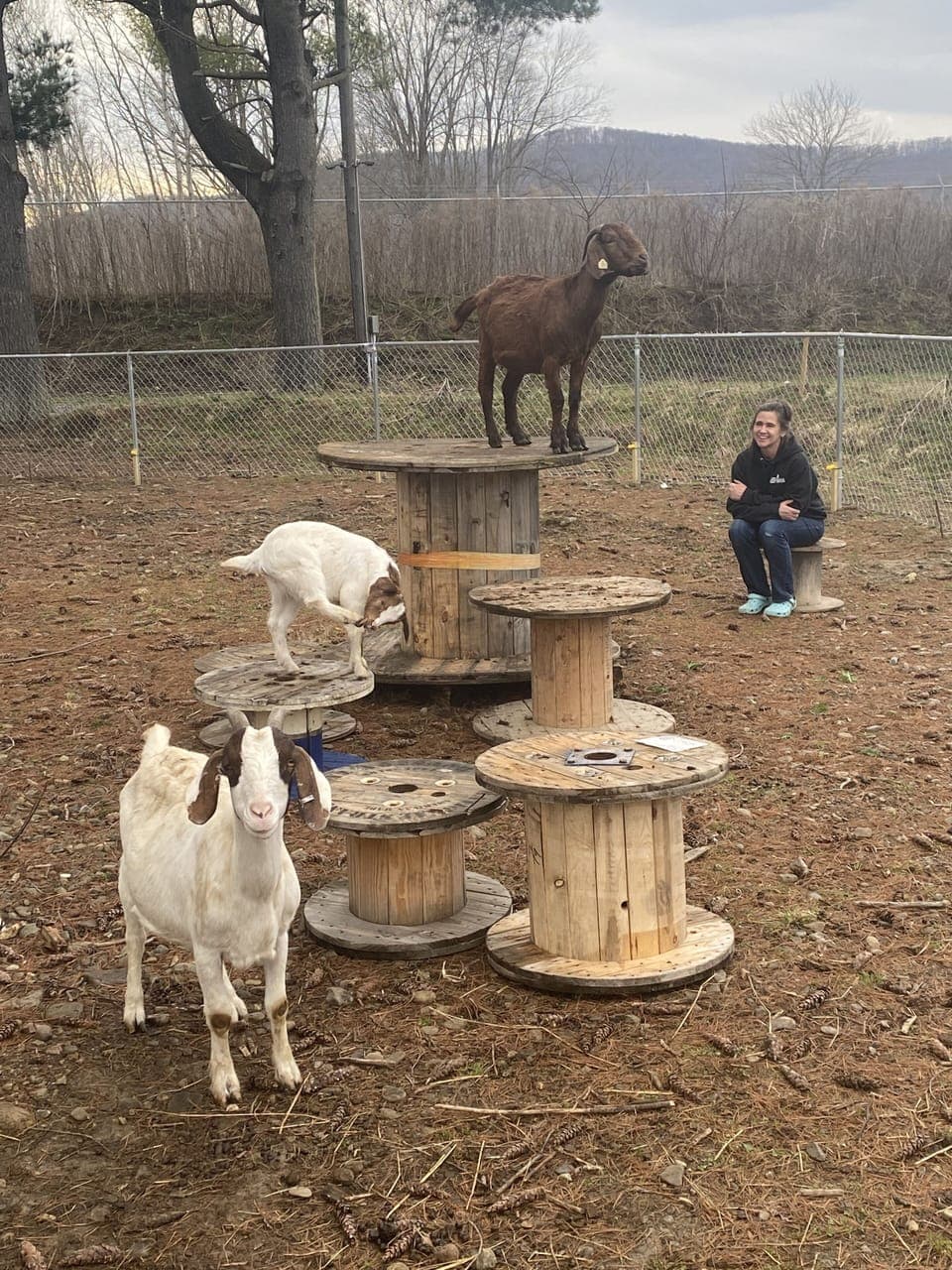 Some of our goats out looking for the free range chickens!