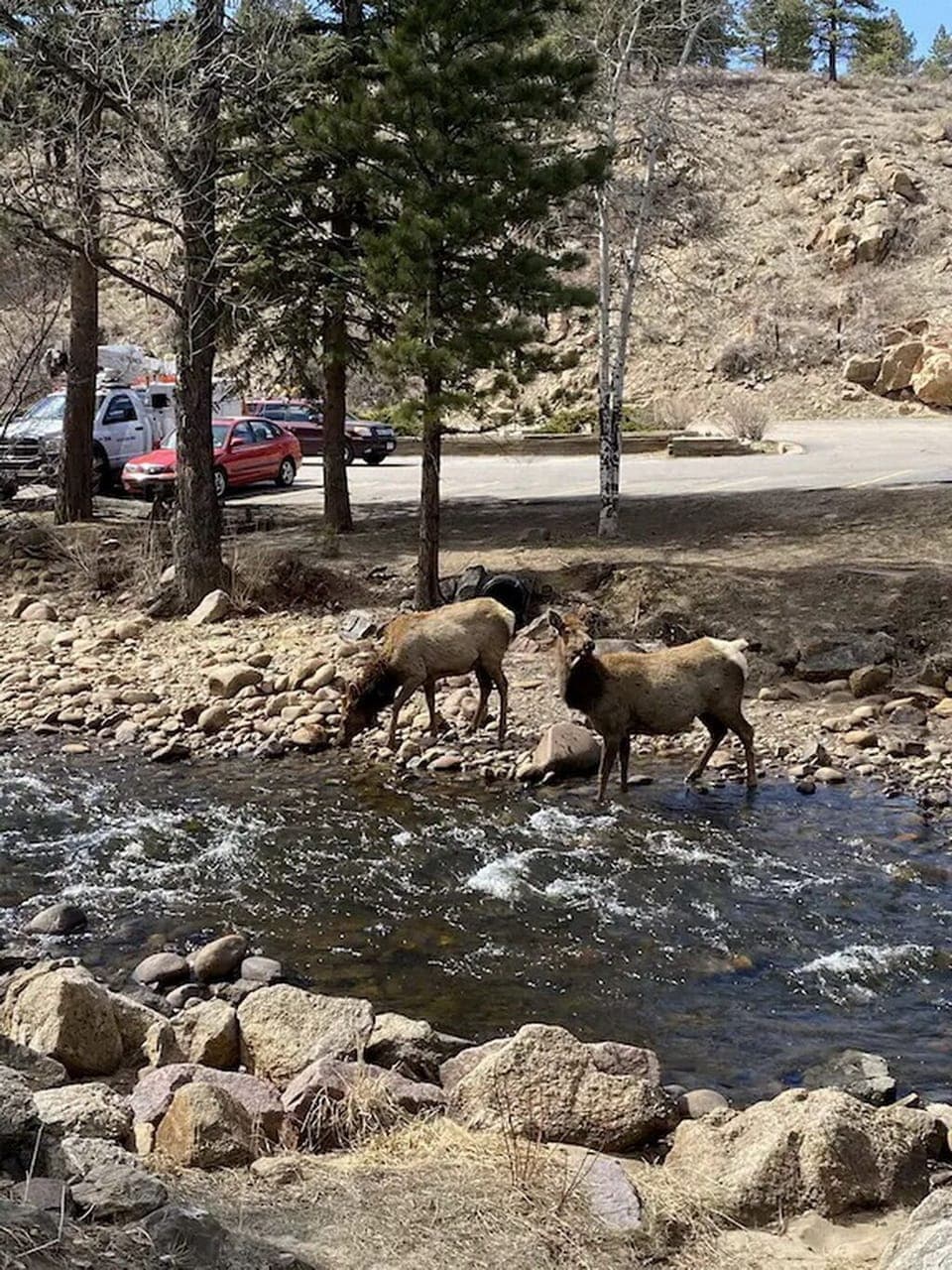 Elk come by for a drink in the river