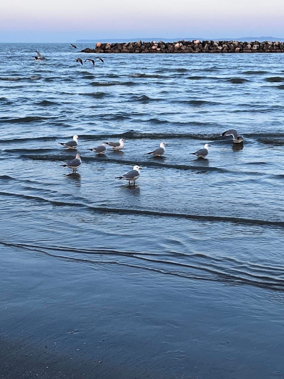 Gulls in winter at East Harbor state park