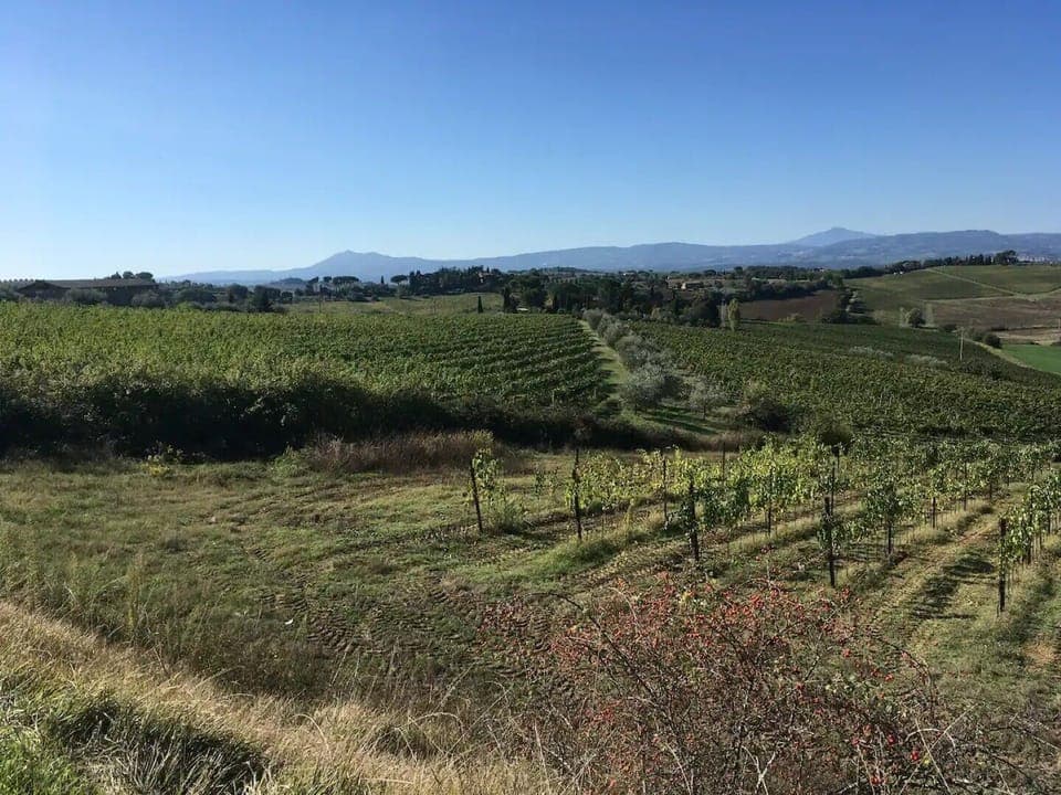 The nearby vineyard of Braccesca.