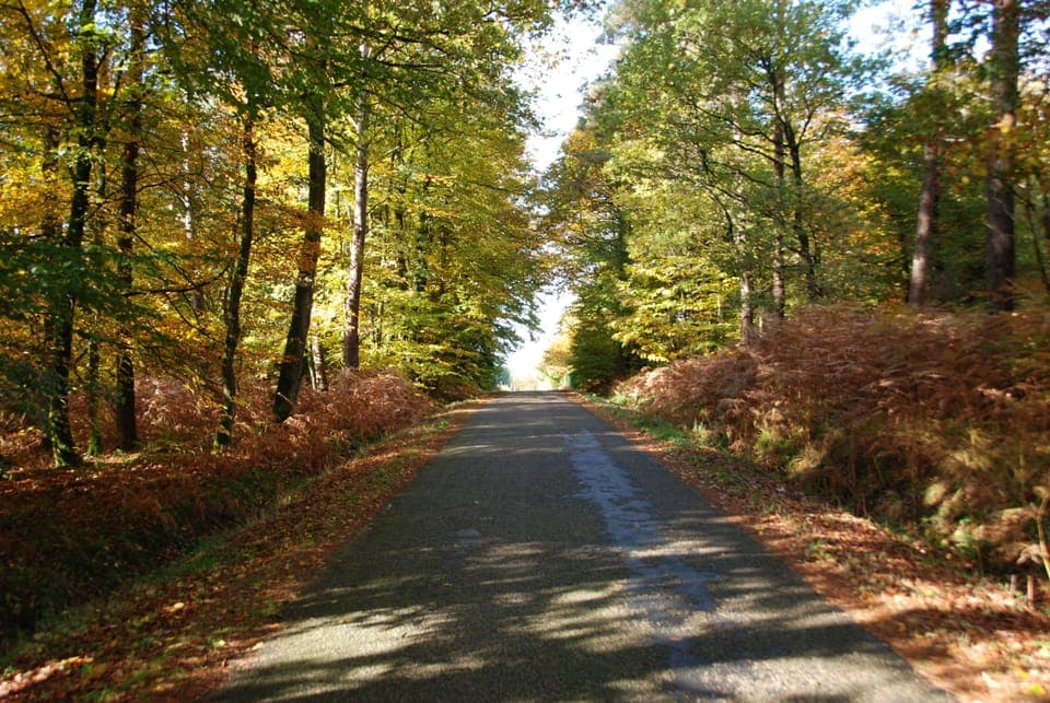 Enjoy a peaceful autumn drive through tree-lined roads in full color.