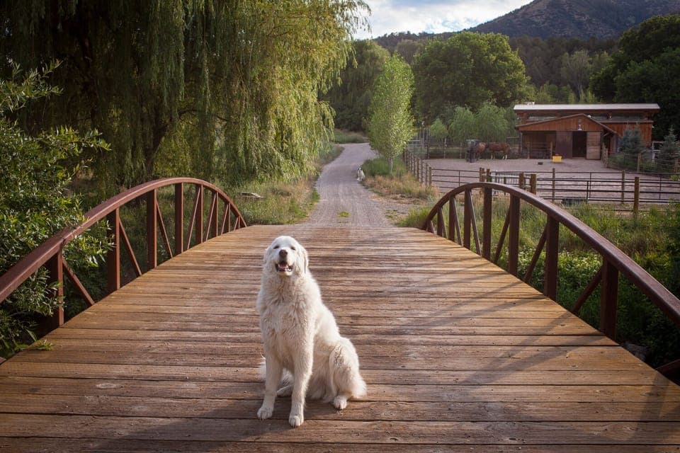 The walk from the house across the bridge.