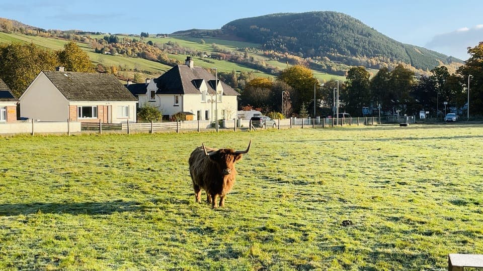 A local Highland cow
