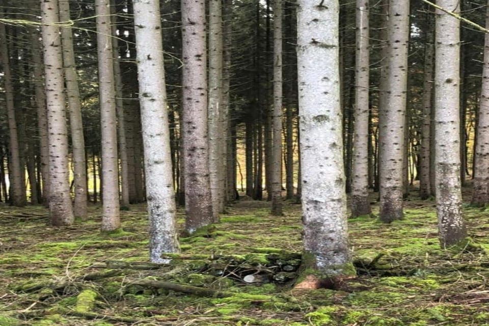 Region [summer] (>5 km)