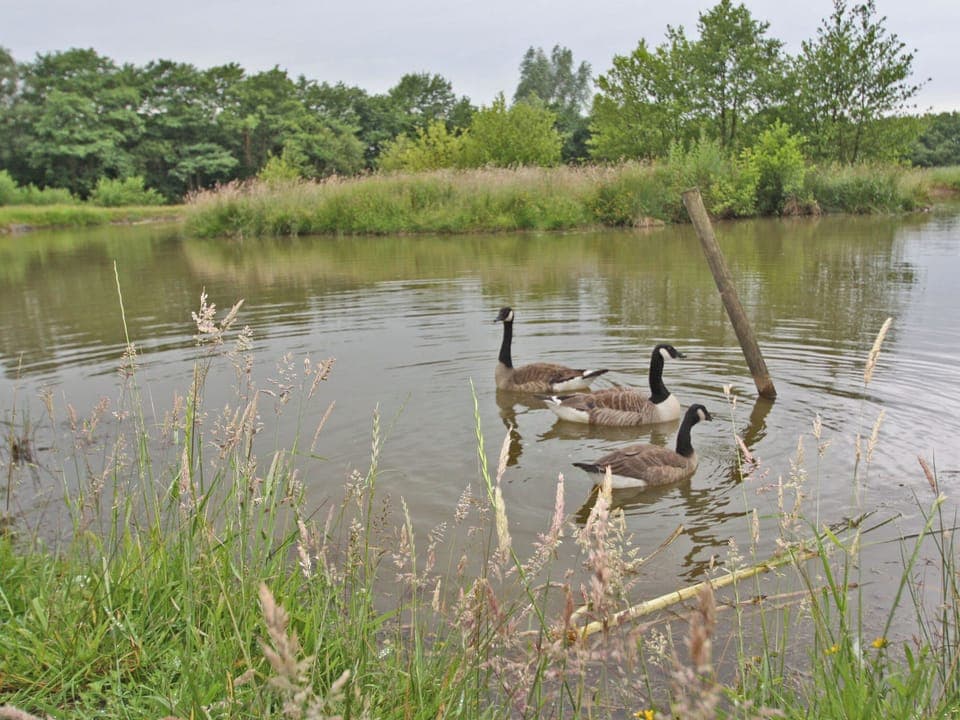 Springfield Court - Lakeview, Peterston-Super-Ely, Cardiff