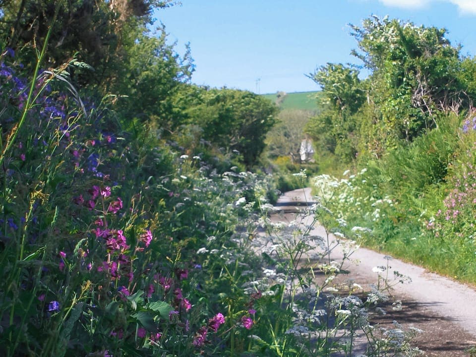 Surrounding area | Bee Cottage, Hayle