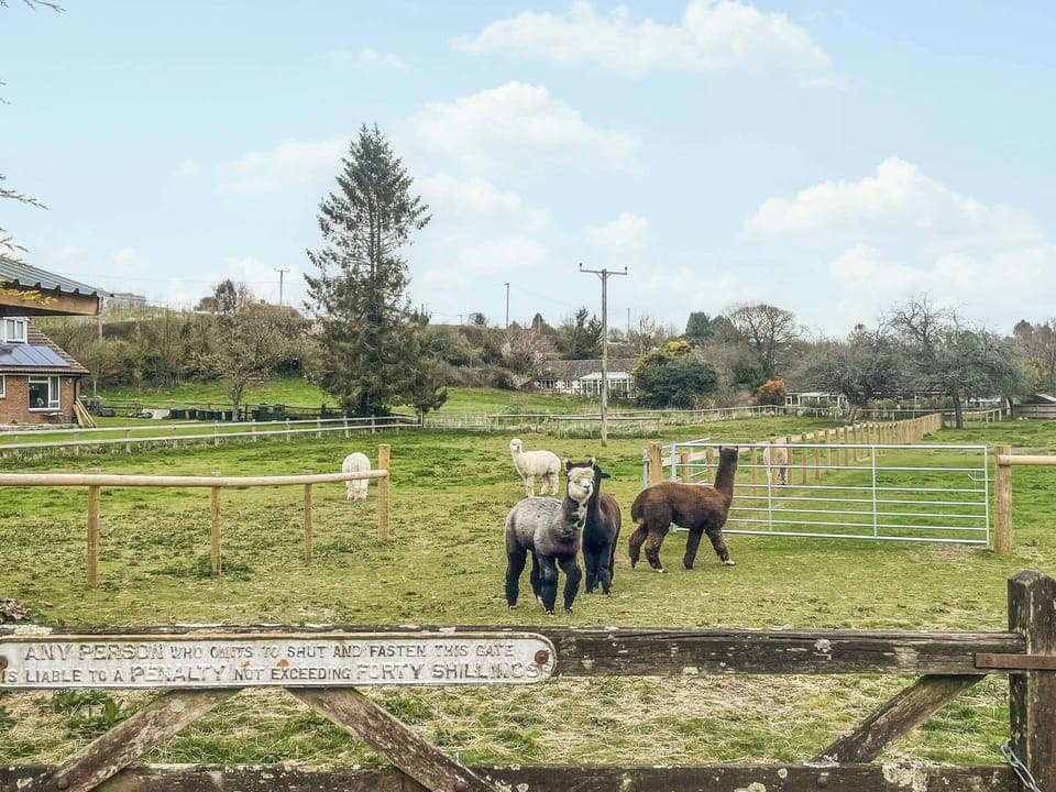 Garden and grounds | The Lodge, Cheselbourne, near Dorchester