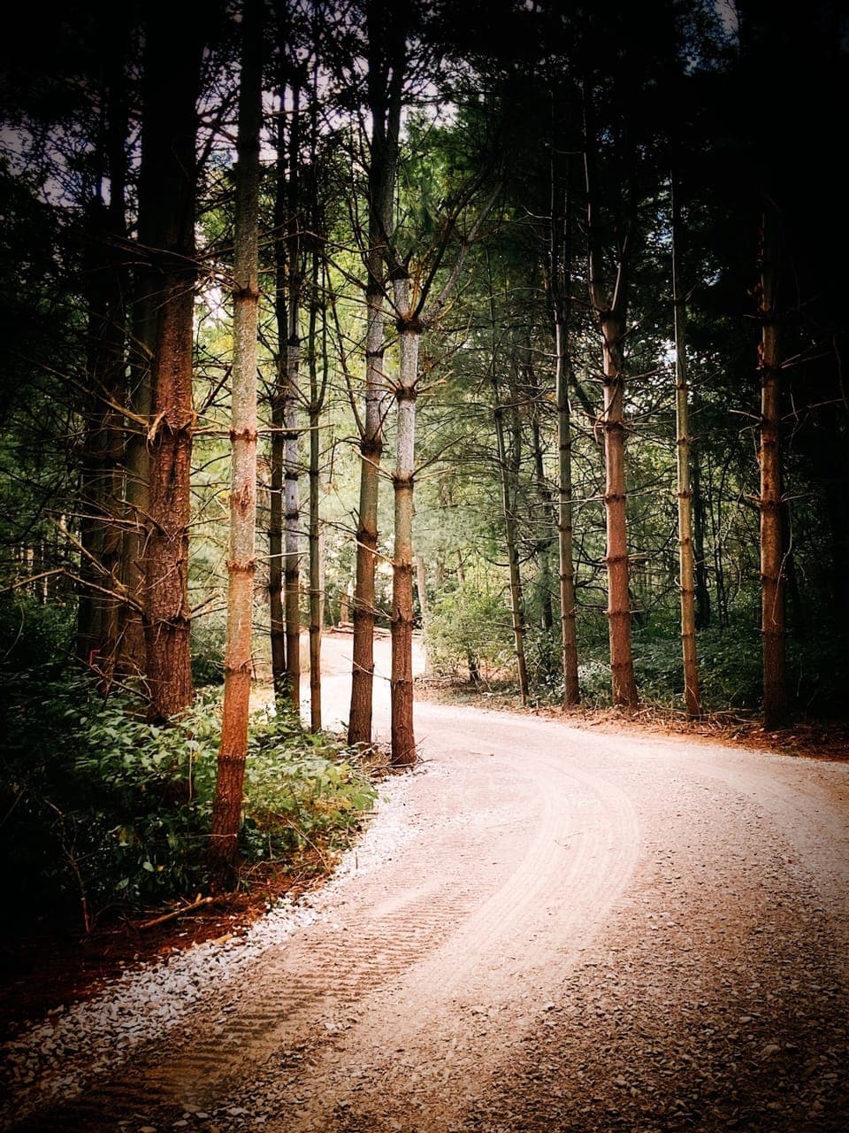 The driveway to GloCabin