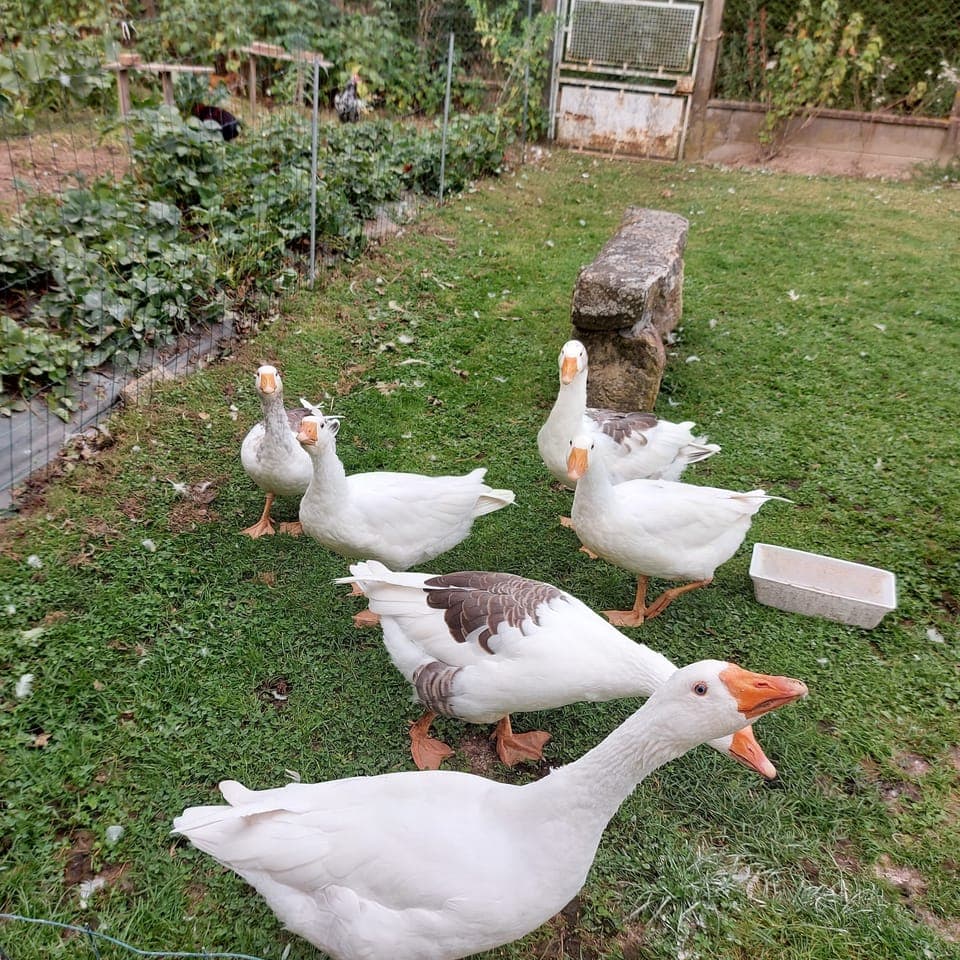 Comfort Triple Room, Multiple Beds, Non Smoking, Allergy Friendly | View from room