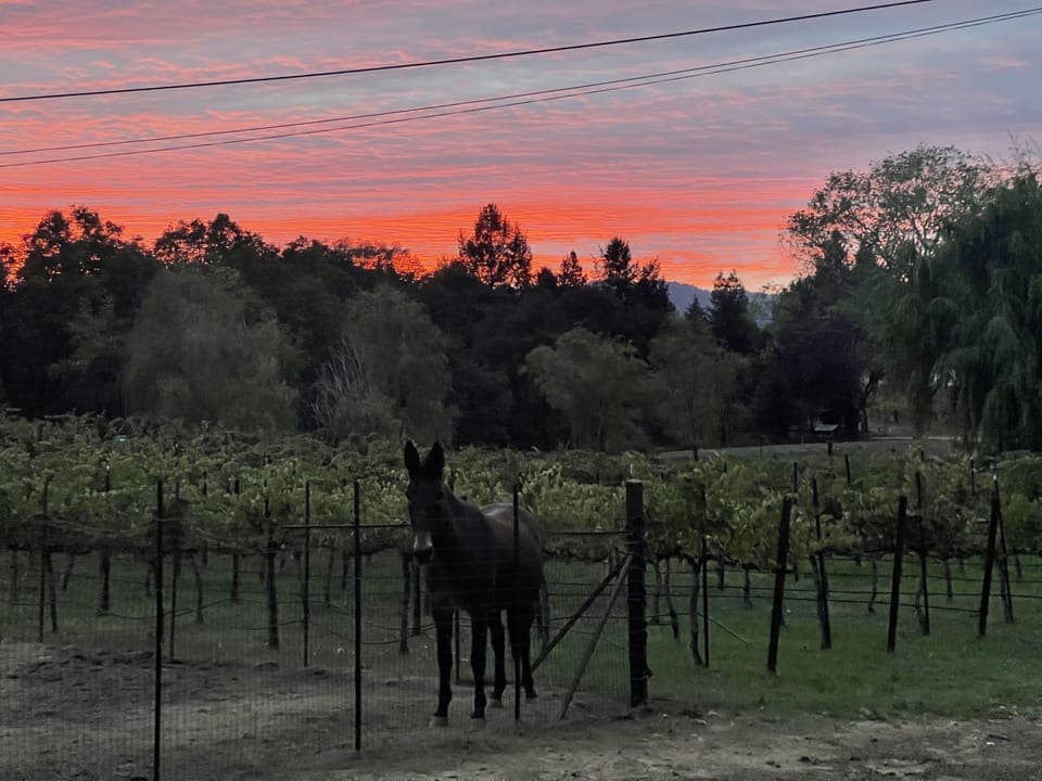 Miss Pickles, sunset and front Vineyard views