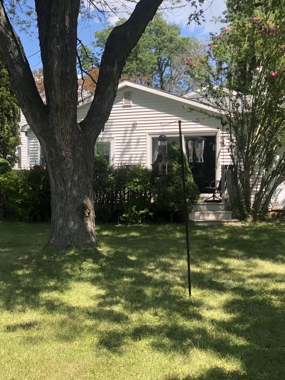 Back yard