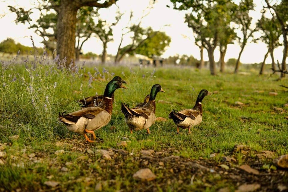 Meet our friendly ranch animals during your Fredericksburg stay.