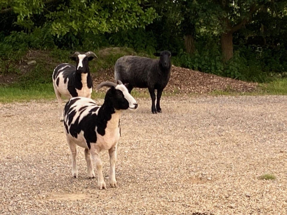 Our furry, farm family