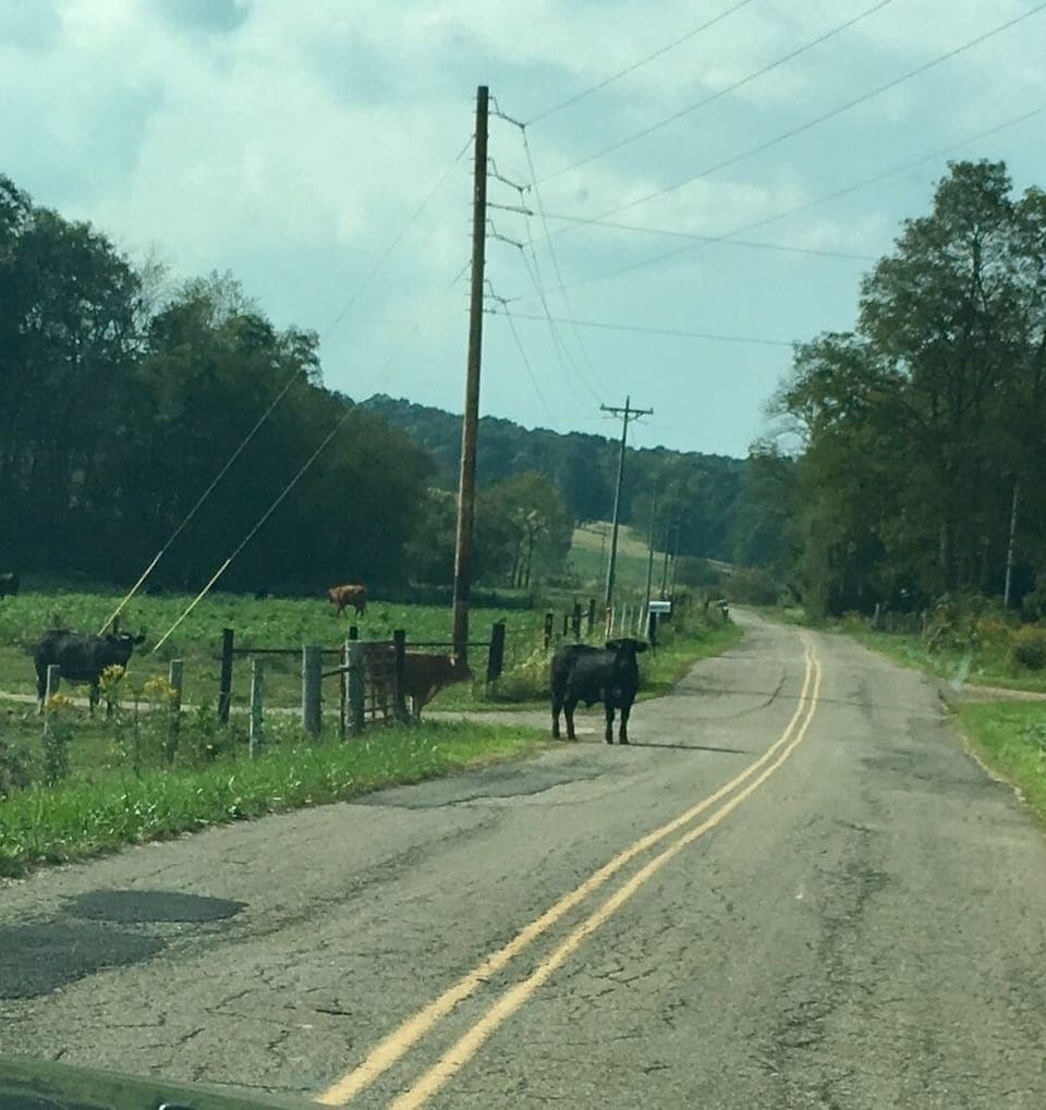 neighborhood livestock
