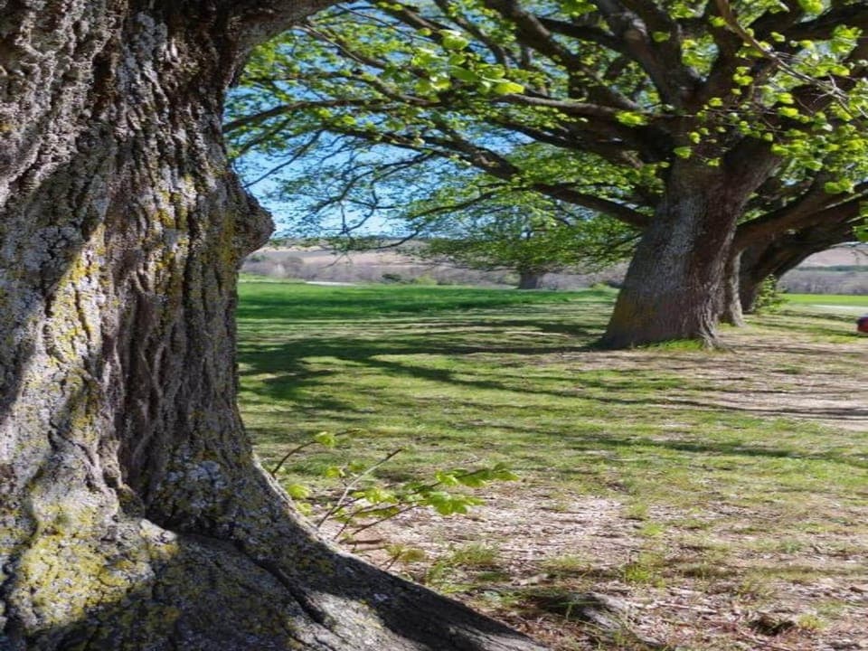 Region [summer] (>5 km)