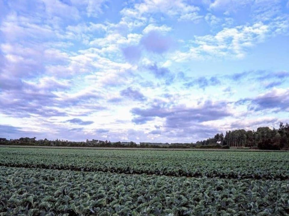 Region [summer] (>5 km)