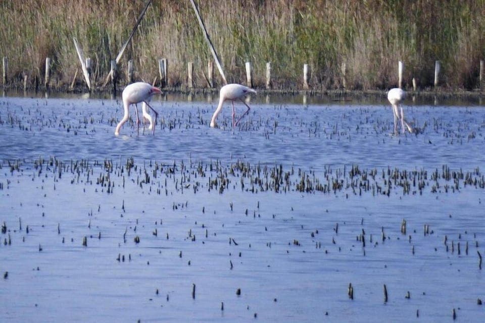 Region [summer] (>5 km)