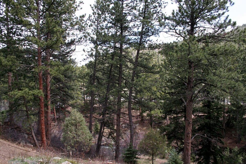 View from Patio