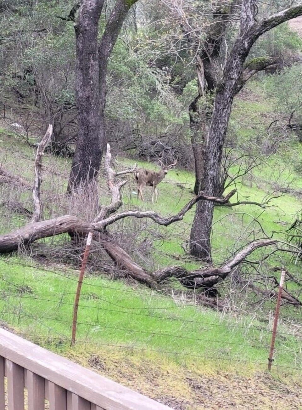 Wake up and see the incredible wildlife roaming about