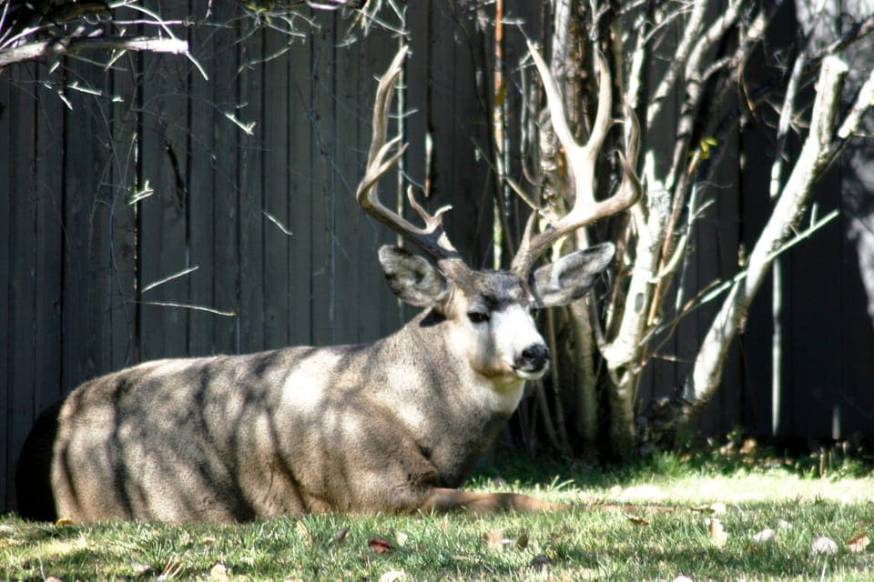 Town Buck