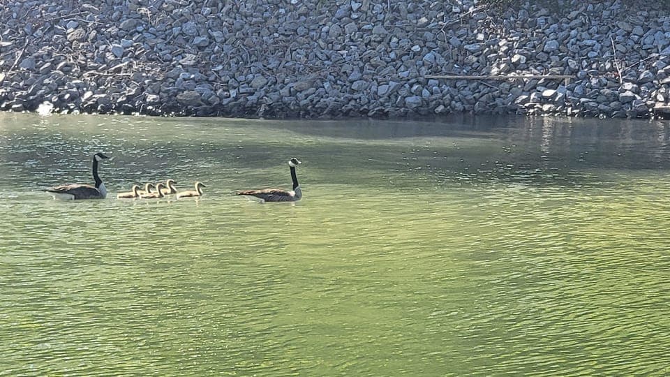 Baby Geese in Spring