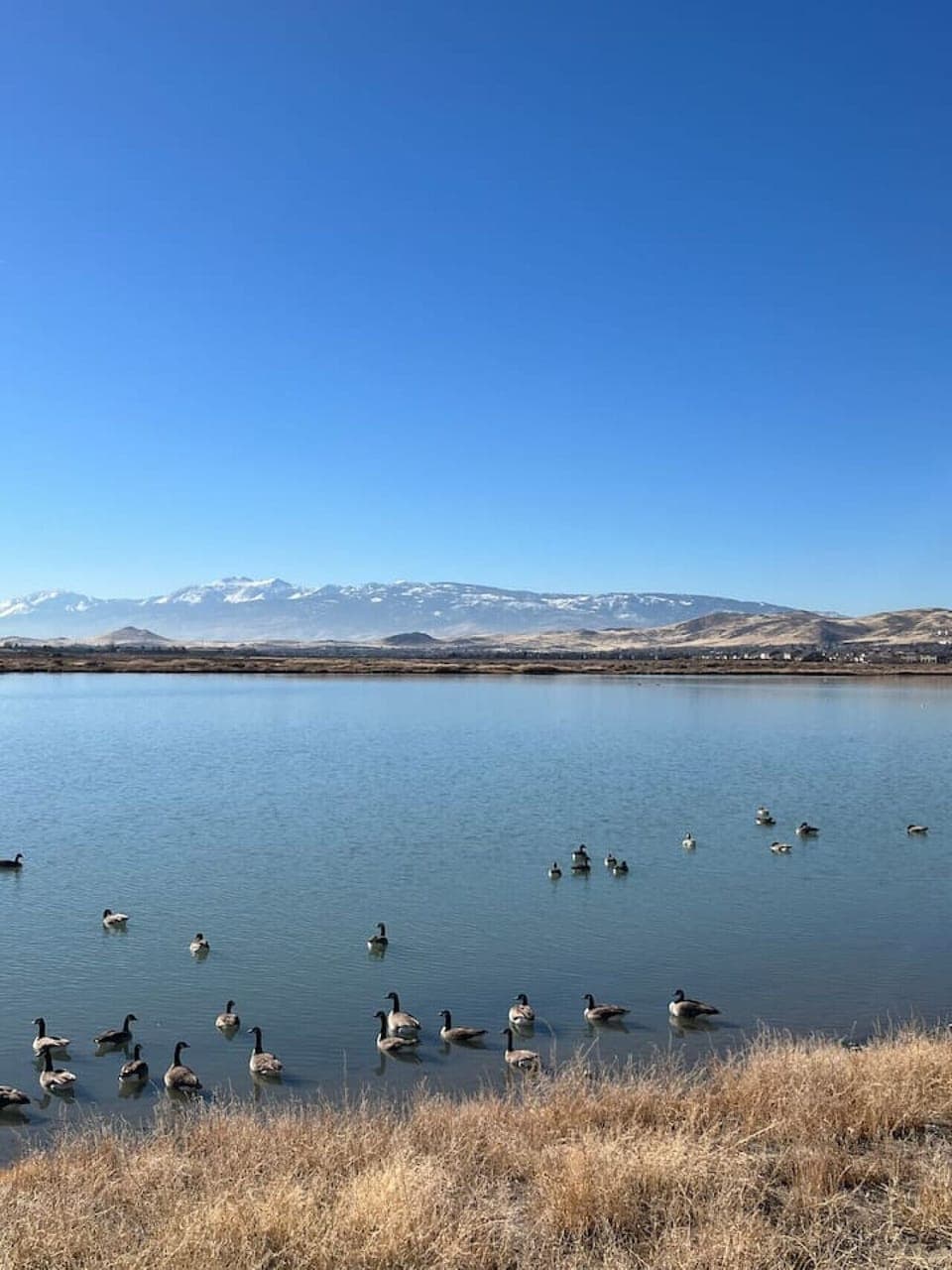 Kiley Ranch Lake, a birdwatcher’s paradise, is just a short walk from your patio.