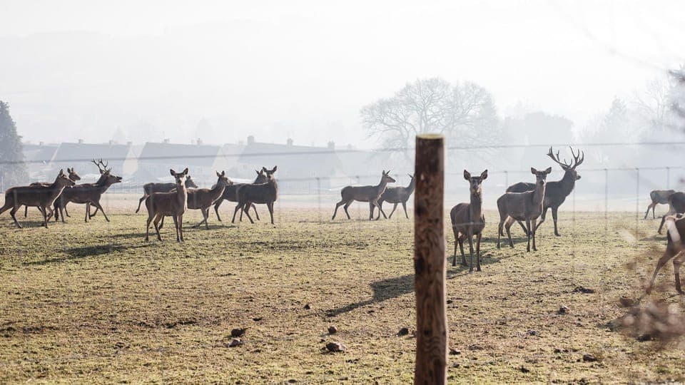Deer Park, Swift Cottage, Bolthole Retreats