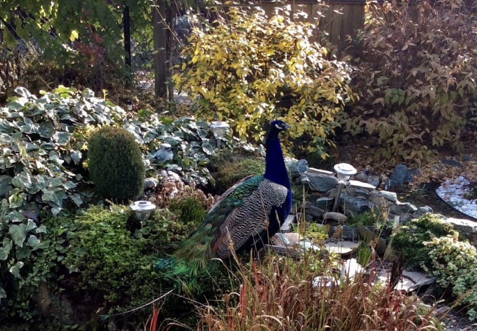 We had a wandering peacock visit us last year 