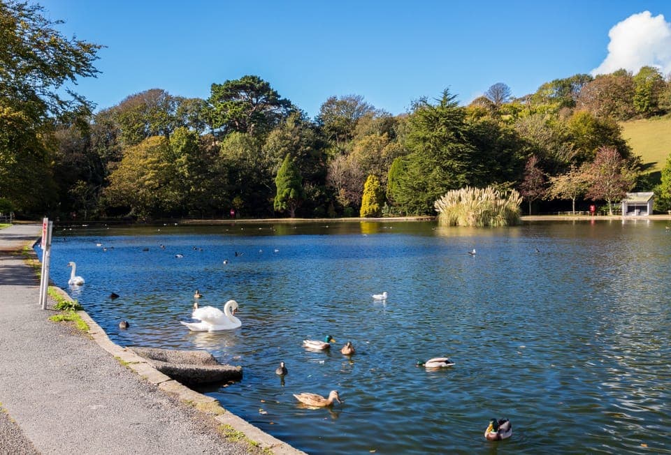 Helston boating lake is surrounded with nature and wildlife