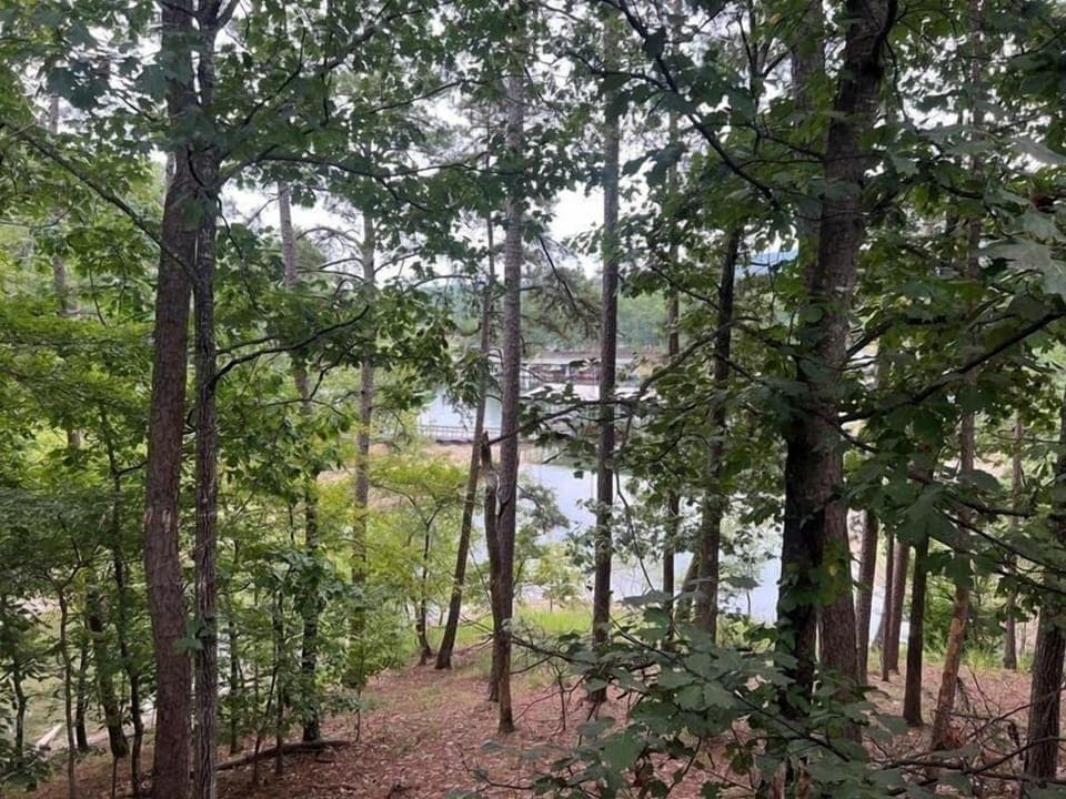 Grove, Land, Nature, Outdoors, Tree