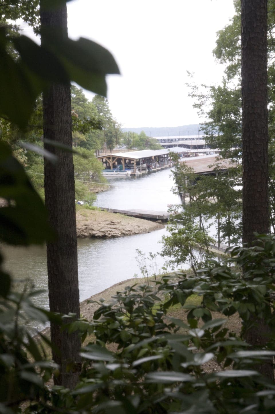 Tree, Tree Trunk, Outdoors, Nature, Scenery