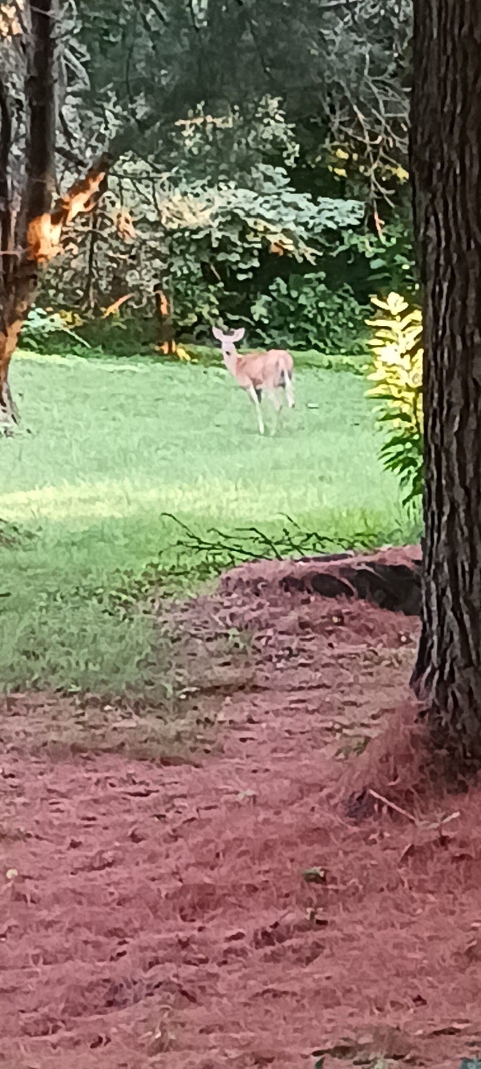 wildlife in the back yard