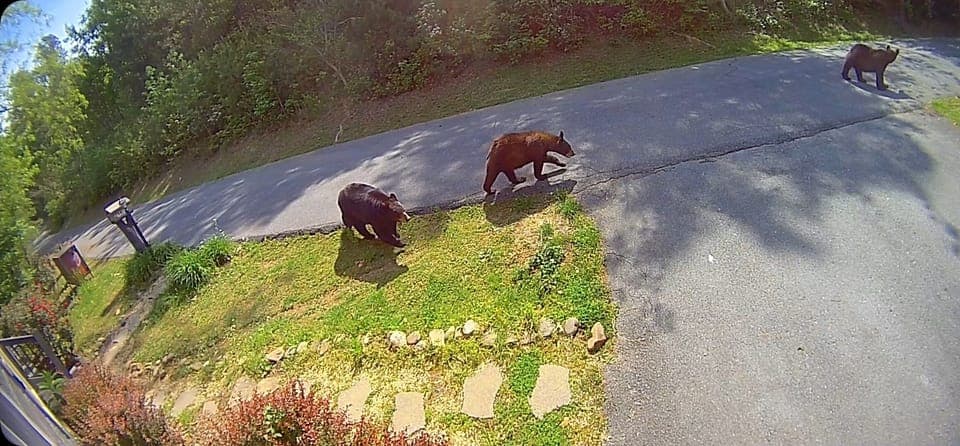 Bears visit daily, lock all doors (they're known to open car's doors!)