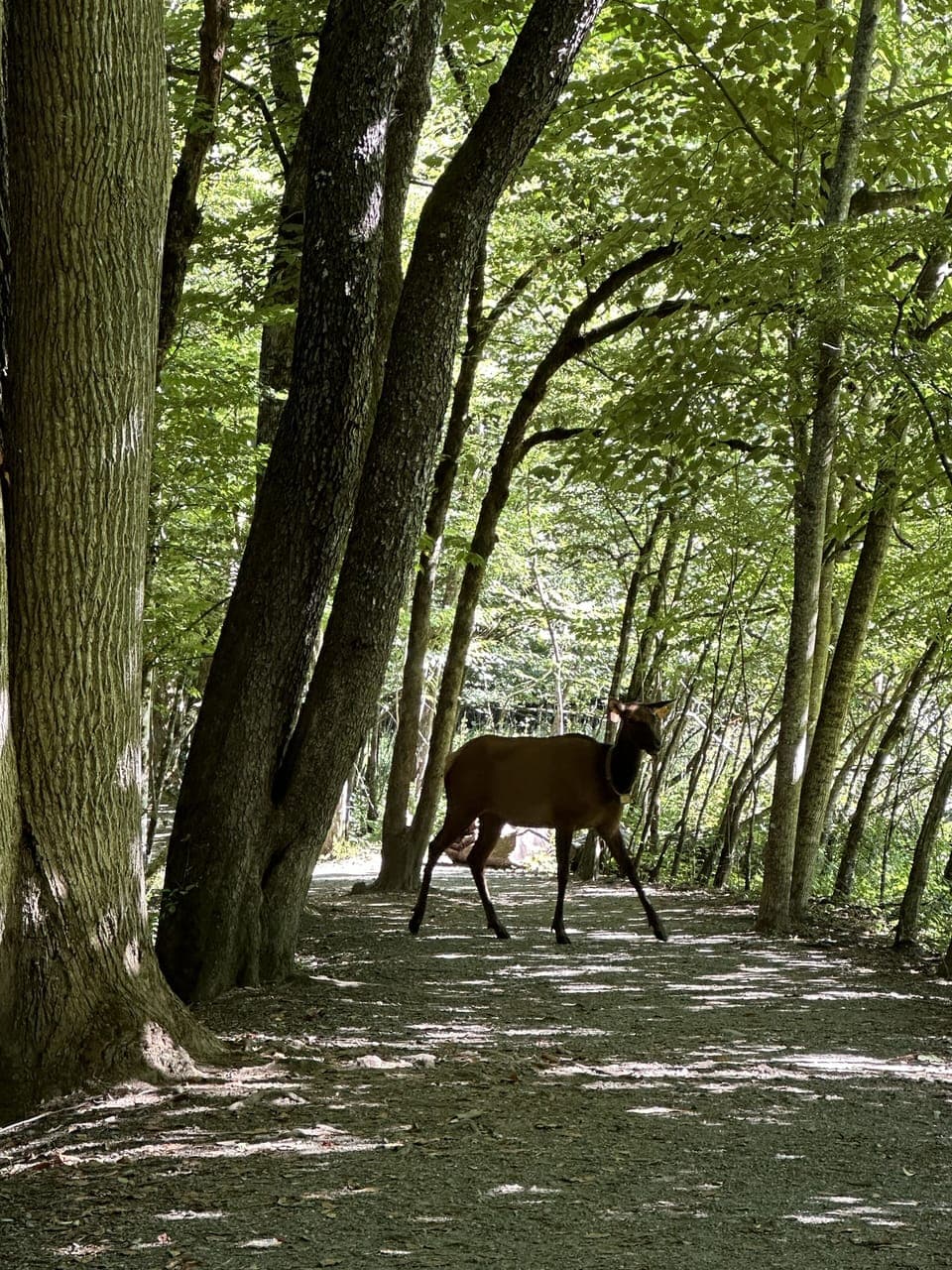 Elk can be seen during all seasons in Great Smoky Mountains National Park!