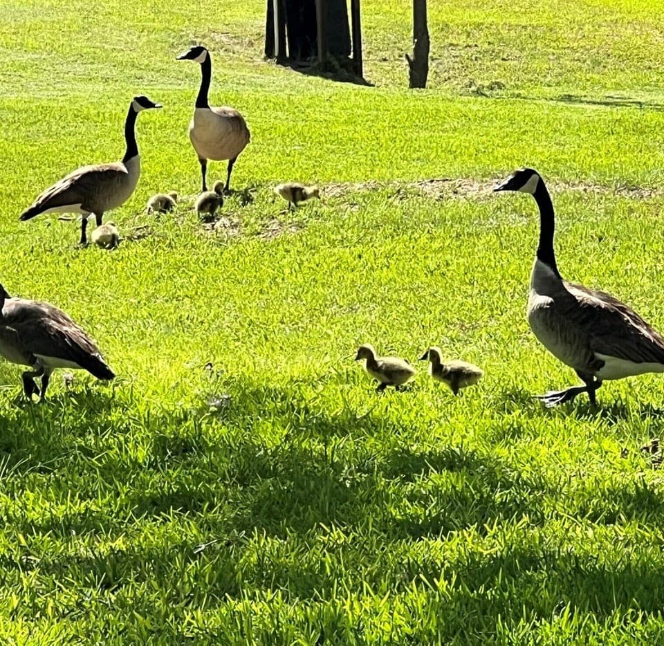 Springtime brings tons of wildlife