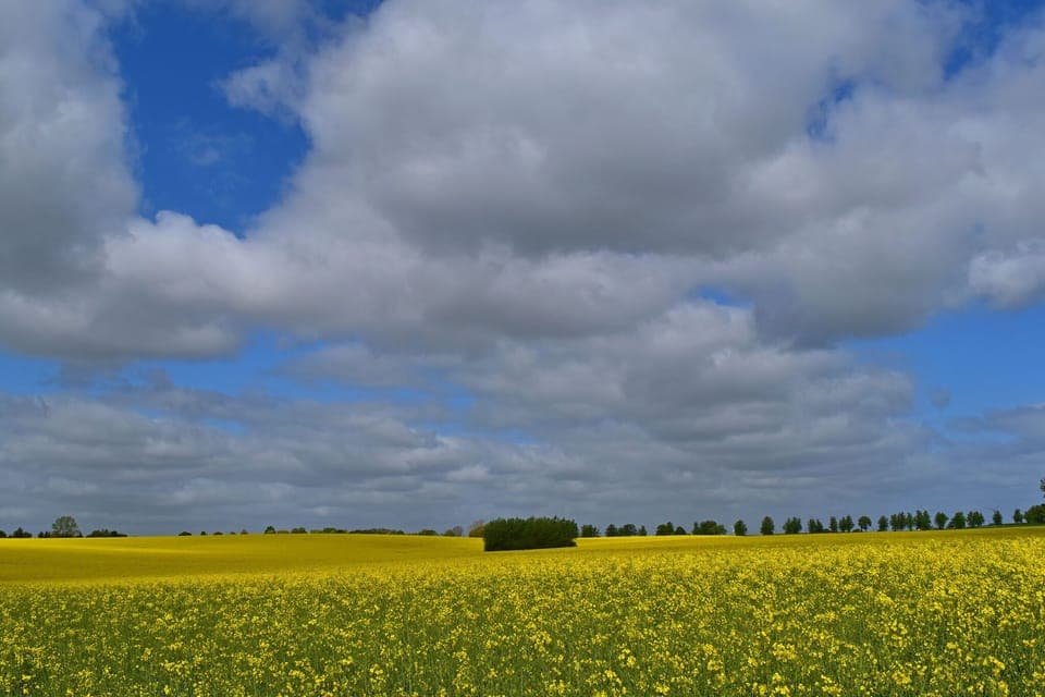 Immediate Surroundings [summer] (<1 km)