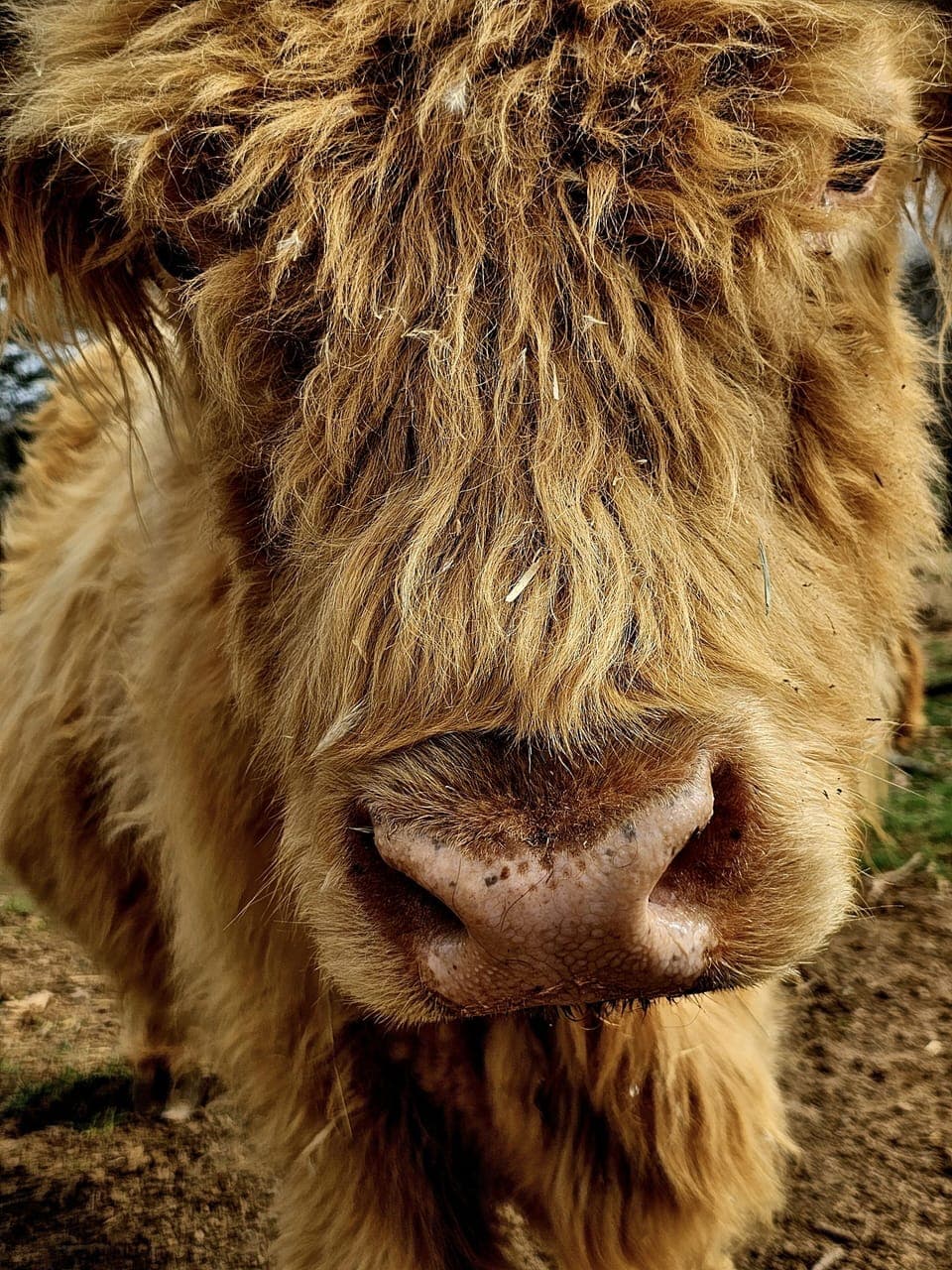 Big Rosie welcomes you!