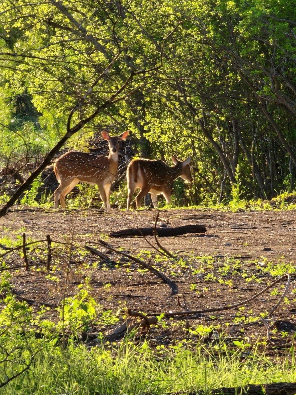 Deer near our property